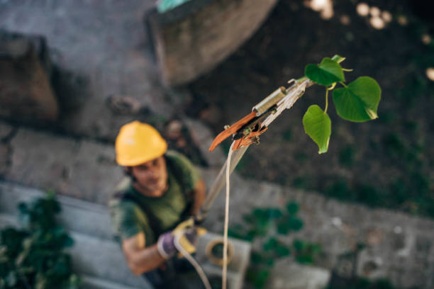 How Our Tree Care Process Works  in Pine Island, MN